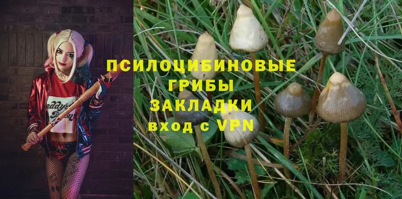 Псилоцибиновые грибы Cubensis  Грозный 